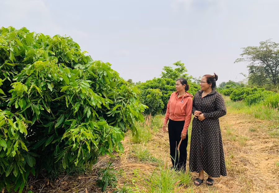 Chị Vũ Thị Thoan (làng Me, bên trái) hướng dẫn người dân đi thăm vườn nhãn của gia đình. Ảnh: Nhật Hào