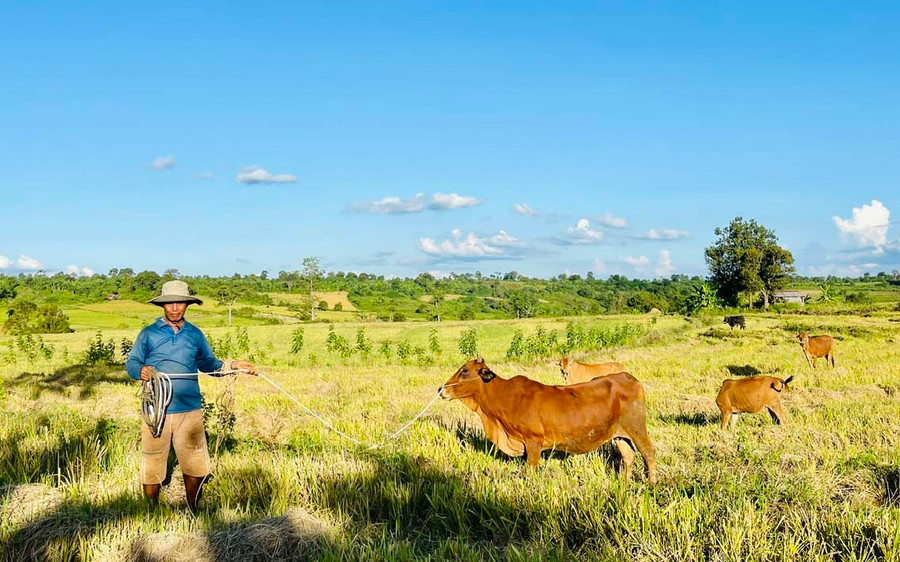Ngoài trồng trọt, ông Ngay còn nuôi thêm bò và dê để cải thiện thu nhập. Ảnh: N.H