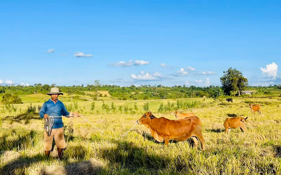 Ngoài trồng trọt, ông Ngay còn nuôi thêm bò và dê để cải thiện thu nhập. Ảnh: N.H