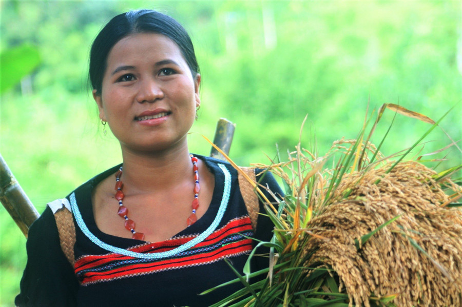 Những bông lúa đẹp nhất, chắc hạt nhất được mang về để đặt vào mâm cúng lúa mới. Những bông lúa đẹp nhất, chắc hạt nhất được mang về để đặt vào mâm cúng lúa mới.