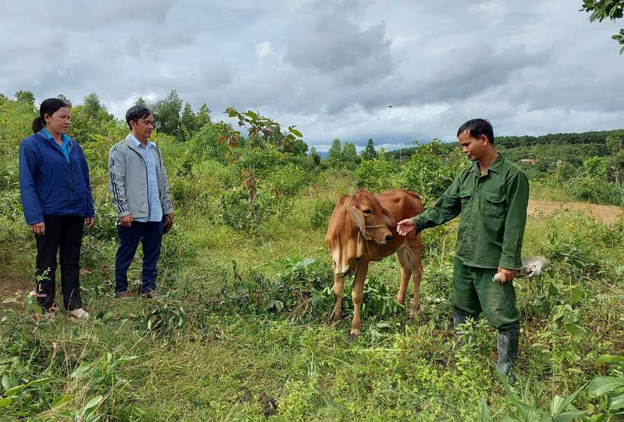 Xã Hà Ra (huyện Mang Yang) hỗ trợ bò sinh sản cho hộ nghèo tại làng Đê Kôn. Ảnh: N.D Xã Hà Ra (huyện Mang Yang) hỗ trợ bò sinh sản cho hộ nghèo tại làng Đê Kôn. Ảnh: N.D