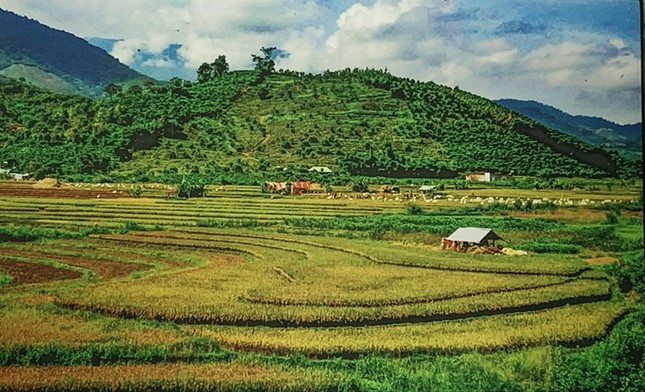 Đồng lúa Đam Rông. Ảnh: Tuấn Cường