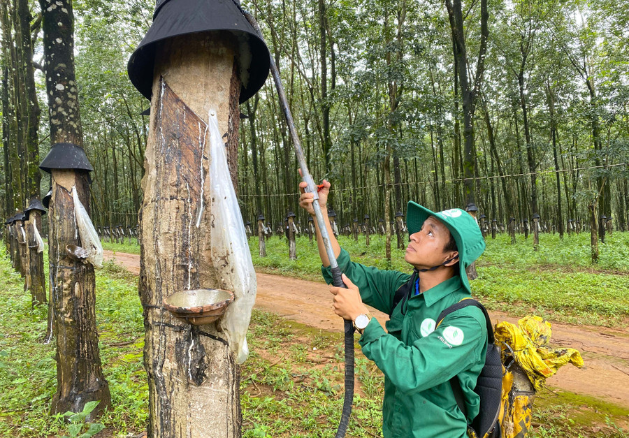 Anh Nguyễn Hồng Thiện-Bí thư Chi đoàn Nông trường Cao su xã Gào (Công ty TNHH một thành viên Cao su Chư Păh) sử dụng máy tra keo bằng hơi để tra keo lại máng che mưa. Ảnh: H.Đ.T Anh Nguyễn Hồng Thiện-Bí thư Chi đoàn Nông trường Cao su xã Gào (Công ty TNHH một thành viên Cao su Chư Păh) sử dụng máy tra keo bằng hơi để tra keo lại máng che mưa. Ảnh: H.Đ.T