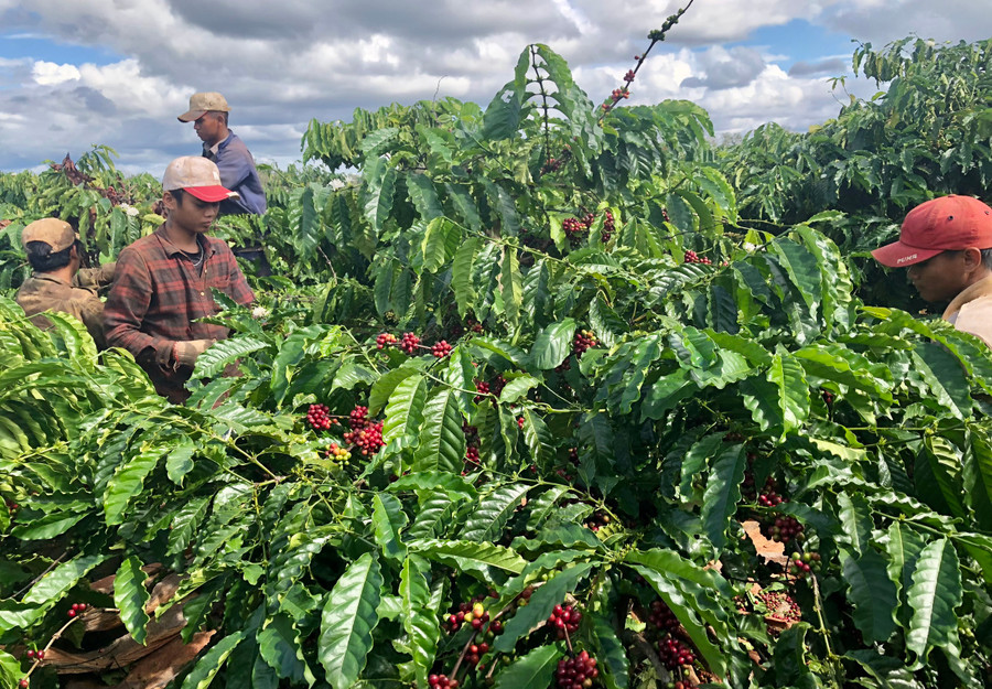 Người dân huyện Chư Păh thu hoạch cà phê. Ảnh: L.N Người dân huyện Chư Păh thu hoạch cà phê. Ảnh: L.N