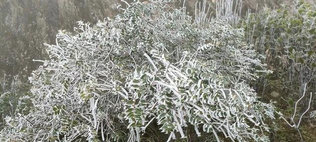 Băng giá phủ trắng đỉnh La Pán Tẩn. ẢNH: X.T Băng giá phủ trắng đỉnh La Pán Tẩn. ẢNH: X.T