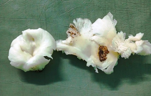 Loại nấm lạ trong rừng được hái về ăn khiến 3 người trong gia đình bị ngộ độc. Ảnh: NAM THỊNH Loại nấm lạ trong rừng được hái về ăn khiến 3 người trong gia đình bị ngộ độc. Ảnh: NAM THỊNH