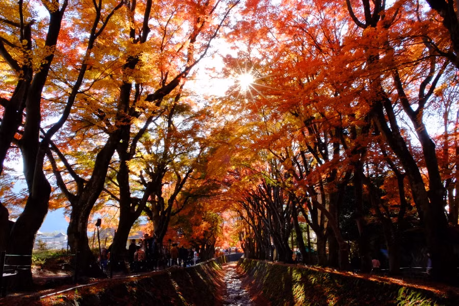 Momji Tunnel nhuộm một màu đỏ rực rỡ trong nắng mùa thu. Ảnh: MAI TRANG