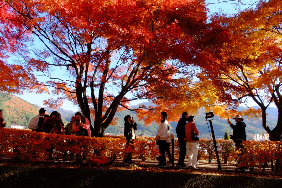 Hằng ngày, có hàng chục chuyến xe bus từ trung tâm Tokyo đến Kawaguchiko, giá vé khoảng 370.000 đồng (2.200 yen Nhật) một chiều. Du khách cũng có thể đi tàu ngắm cảnh Fuji Excursion từ Tokyo đến Kawaguchiko (bằng tàu JR Chuo Line và đổi sang Fujikyu Railway ở Otsuki). Tuy nhiên, thời gian đi tàu dài hơn và vé thường đắt hơn, tầm 700.000 đồng (4.000 yen Nhật) một chiều. Ảnh: MAI TRANG Hằng ngày, có hàng chục chuyến xe bus từ trung tâm Tokyo đến Kawaguchiko, giá vé khoảng 370.000 đồng (2.200 yen Nhật) một chiều. Du khách cũng có thể đi tàu ngắm cảnh Fuji Excursion từ Tokyo đến Kawaguchiko (bằng tàu JR Chuo Line và đổi sang Fujikyu Railway ở Otsuki). Tuy nhiên, thời gian đi tàu dài hơn và vé thường đắt hơn, tầm 700.000 đồng (4.000 yen Nhật) một chiều. Ảnh: MAI TRANG