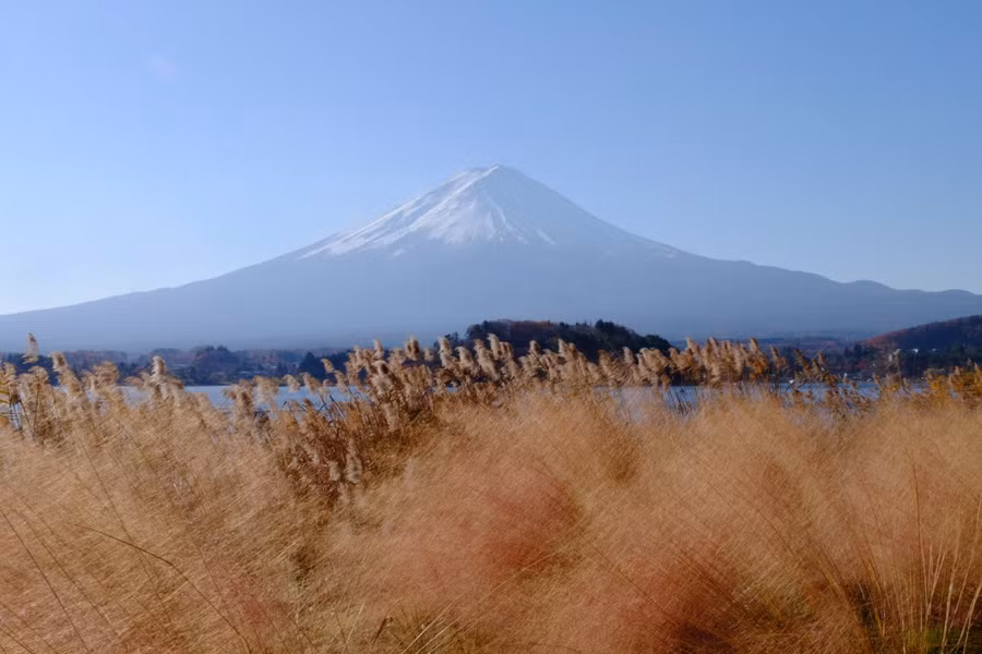 Du khách cũng có thể đi xe bus Red line (xe bus line đỏ) đến trạm bus số 20 (Kawaguchiko Natural Living Center). Từ đây có thể dạo quanh công viên Oishi (Oishi Park) với tầm nhìn ngoạn mục của hồ Kawaguchiko và núi Phú Sĩ. Sau đó đi dọc bờ hồ ngược xuống Kawaguchiko Music Forest để thưởng ngoạn những tán lá phong, những vạt lau đung đưa trong gió dưới sắc trời thu đẹp miên man. Ảnh: MAI TRANG