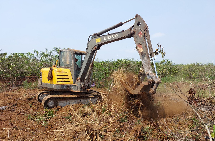 Chuyển đổi cà phê già cỗi sang trồng chanh dây. Ảnh: Nguyễn Diệp Chuyển đổi cà phê già cỗi sang trồng chanh dây. Ảnh: Nguyễn Diệp