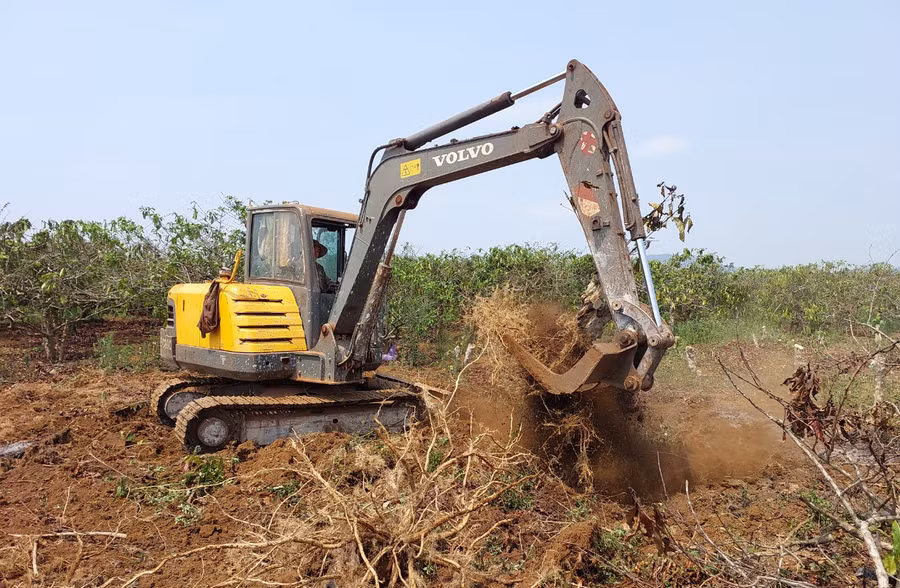 Chuyển đổi cà phê già cỗi sang trồng chanh dây. Ảnh: Nguyễn Diệp