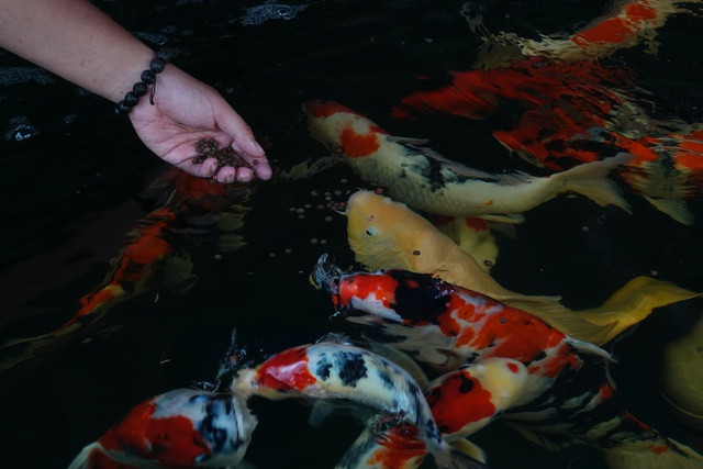 Chàng trai gác bằng kỹ sư xây dựng, đầu tư nuôi cá chép Koi - Ảnh 4. Cá chép Koi nhập từ Nhật có màu sắc đẹp mắt. Ảnh: DUY TÂN