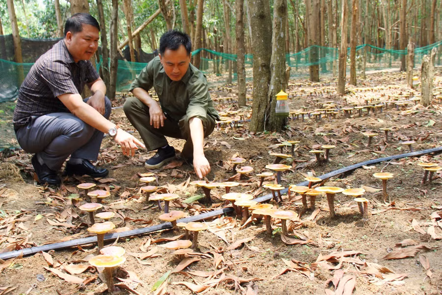Nấm linh chi đỏ sinh sôi dưới tán rừng keo ở núi Cờ (xã Ia Ka, huyện Chư Păh). Ảnh: Thiên Di