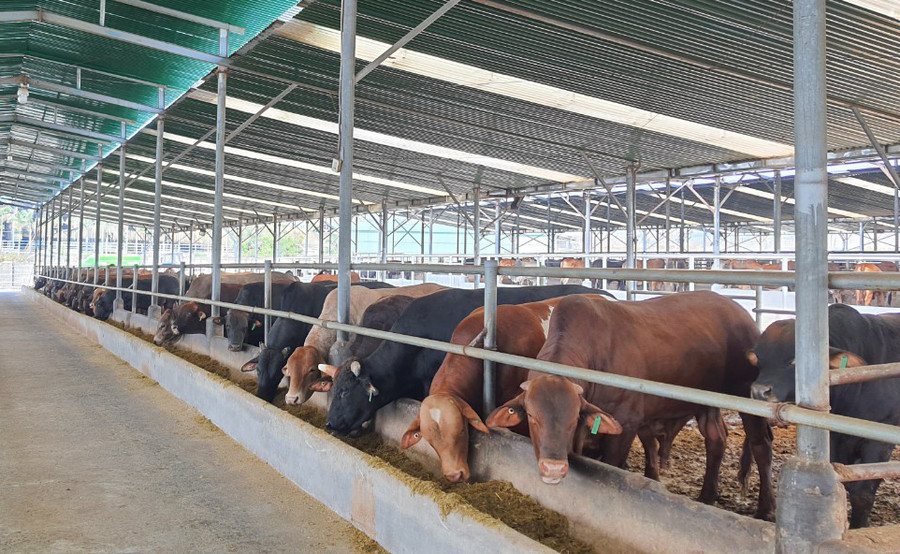 Trang trại nuôi bò của Công ty cổ phần Diên Hồng Gia Lai. Ảnh: Quang Tấn Trang trại nuôi bò của Công ty cổ phần Diên Hồng Gia Lai. Ảnh: Quang Tấn
