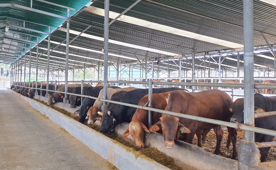 Trang trại nuôi bò của Công ty cổ phần Diên Hồng Gia Lai. Ảnh: Quang Tấn