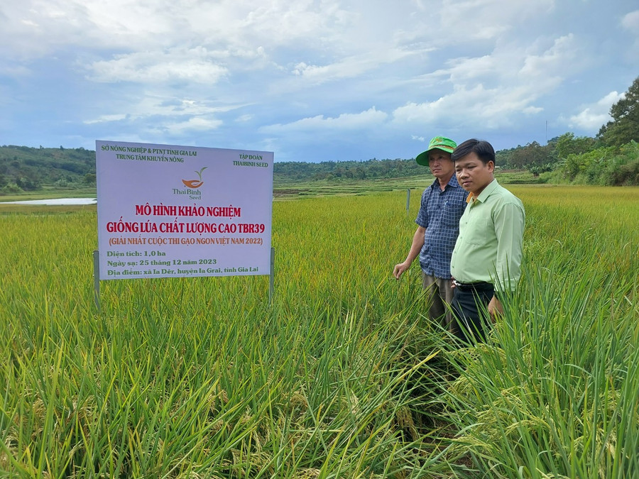Mô hình khảo nghiệm giống lúa TBR39 tại làng Klăh (xã Ia Der, huyện Ia Grai) trong vụ Đông Xuân 2022-2023. Ảnh: Nguyễn Diệp Mô hình khảo nghiệm giống lúa TBR39 tại làng Klăh (xã Ia Der, huyện Ia Grai) trong vụ Đông Xuân 2022-2023. Ảnh: Nguyễn Diệp