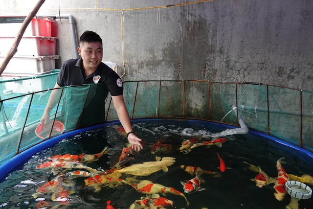 Chàng trai gác bằng kỹ sư xây dựng, đầu tư nuôi cá chép Koi - Ảnh 2. Hàng chục giống cá Koi Nhật được anh Khang nhập về nuôi và cung cấp cho khách. Ảnh: DUY TÂN
