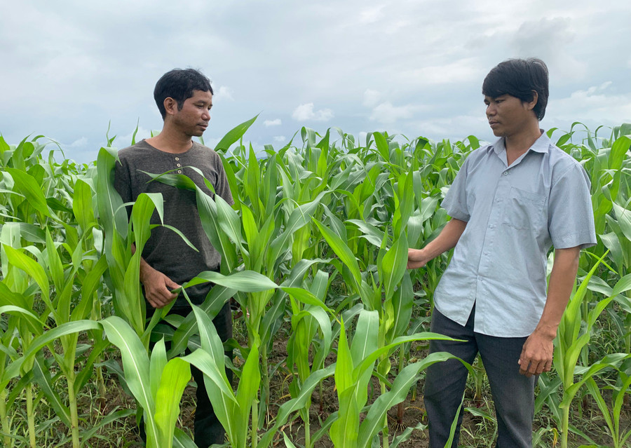 Công ty TNHH một thành viên Bảo Luân dự kiến phát triển vùng nguyên liệu bắp sinh khối 1.000 ha tại huyện Ia Pa. Ảnh: Vũ Chi Công ty TNHH một thành viên Bảo Luân dự kiến phát triển vùng nguyên liệu bắp sinh khối 1.000 ha tại huyện Ia Pa. Ảnh: Vũ Chi