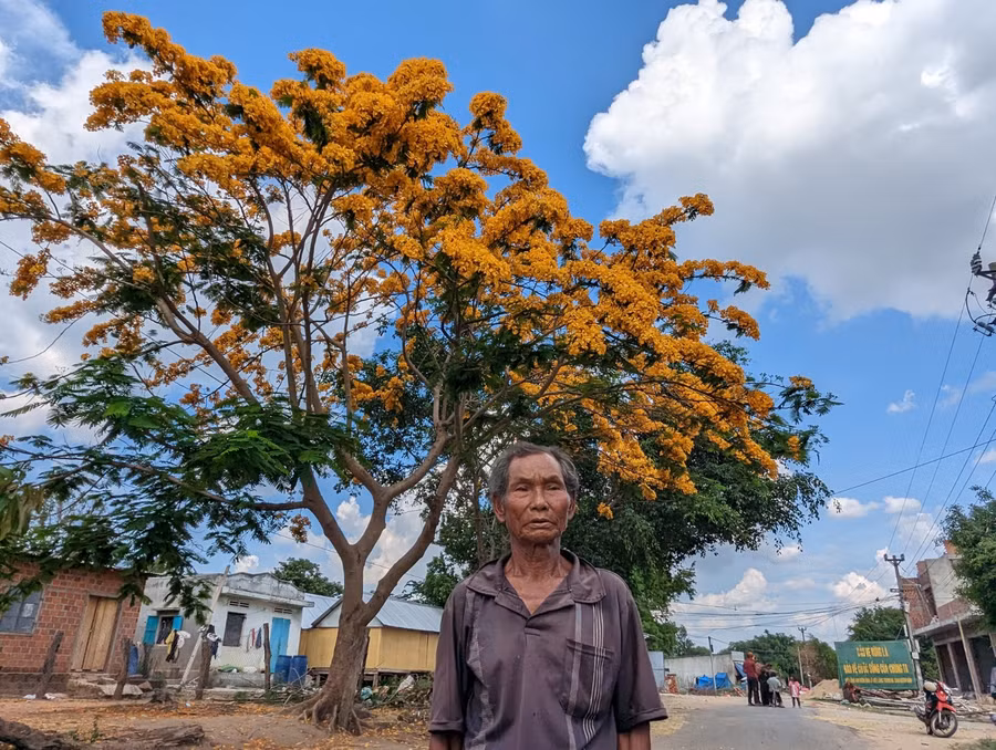 Ông Hnhâch, người đã trồng cây phượng hoa vàng, khoảng năm 2001. Ảnh: Nguyễn Quang Tuệ Ông Hnhâch, người đã trồng cây phượng hoa vàng, khoảng năm 2001. Ảnh: Nguyễn Quang Tuệ