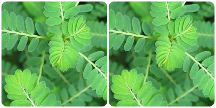 Hình ảnh về cây chó đẻ răng cưa