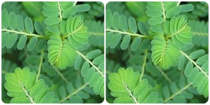 Hình ảnh về cây chó đẻ răng cưa