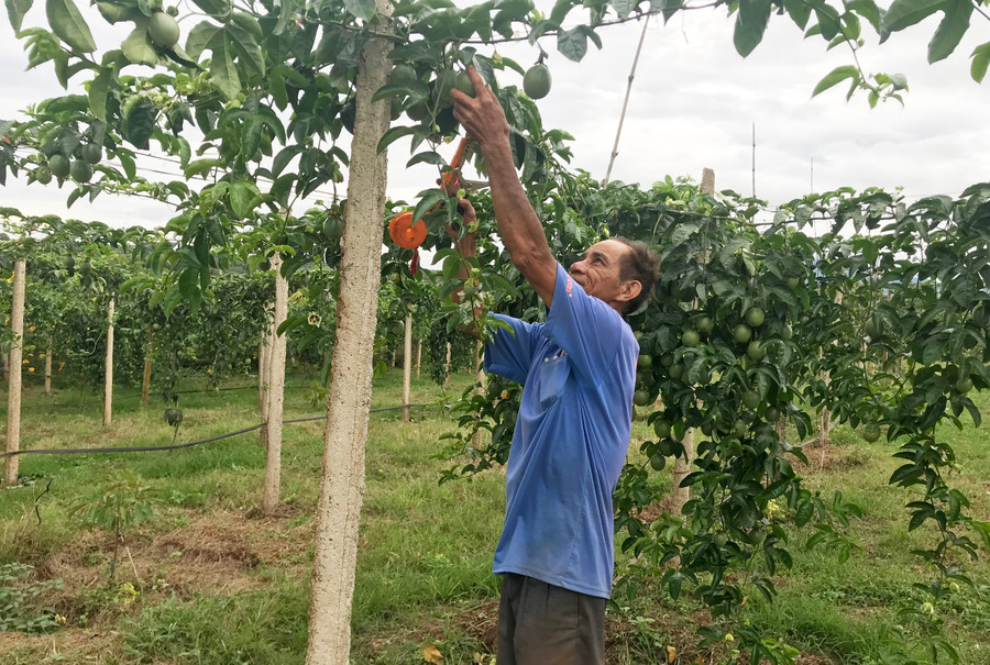 Nông dân xã Nam Yang (huyện Đak Đoa) chăm sóc chanh dây. Ảnh: Nguyễn Diệp Nông dân xã Nam Yang (huyện Đak Đoa) chăm sóc chanh dây. Ảnh: Nguyễn Diệp