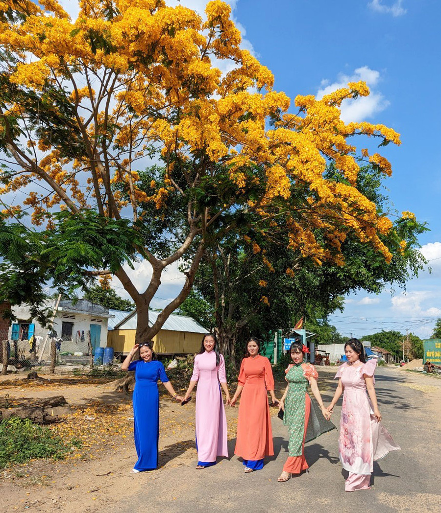 Vượt hơn 30 km, các cô giáo Trường Mầm non 30-4 xã Chơ Long chụp ảnh kỷ niệm bên cây phượng hoa vàng ở làng Srơn. Ảnh: Nguyễn Quang Tuệ Vượt hơn 30 km, các cô giáo Trường Mầm non 30-4 xã Chơ Long chụp ảnh kỷ niệm bên cây phượng hoa vàng ở làng Srơn. Ảnh: Nguyễn Quang Tuệ