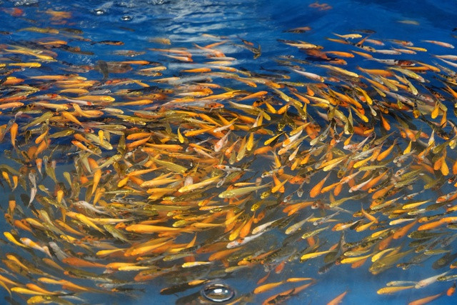 Chàng trai gác bằng kỹ sư xây dựng, đầu tư nuôi cá chép Koi - Ảnh 6. Giống cá chép Koi bình dân cũng được anh Khang nuôi bán theo nhu cầu của khách. Ảnh: DUY TÂN