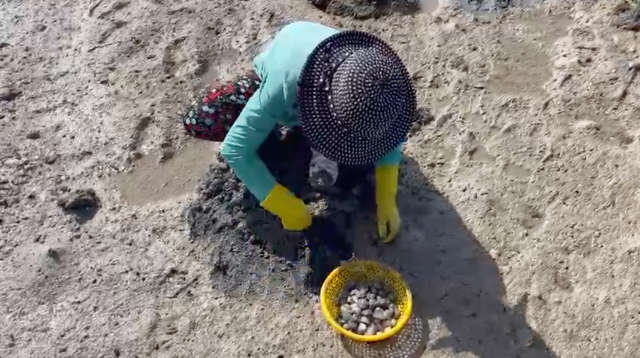 Cào sò ở vịnh Xuân Đài - Ảnh 2. Sò bung có giá vì là món ăn đặc sản. Ảnh: ĐỨC HUY