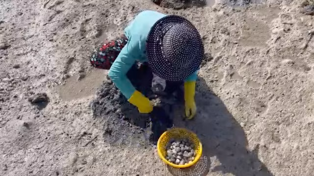 Cào sò ở vịnh Xuân Đài - Ảnh 2. Sò bung có giá vì là món ăn đặc sản. Ảnh: ĐỨC HUY