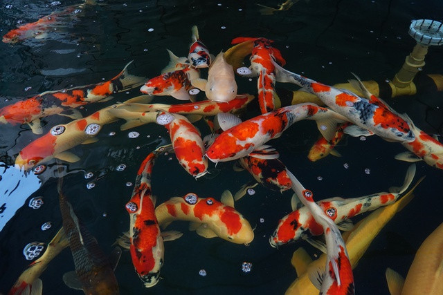 Chàng trai gác bằng kỹ sư xây dựng, đầu tư nuôi cá chép Koi - Ảnh 3. Cá Koi nhập từ Nhật có kích thước lớn, sau khi nuôi có thể dài hơn 1 m. Ảnh: DUY TÂN