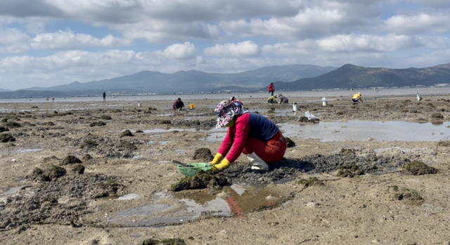 Cào sò ở vịnh Xuân Đài - Ảnh 3. Người dân khai thác sò bung bằng cách cào lớp bùn trên mặt. Ảnh: ĐỨC HUY