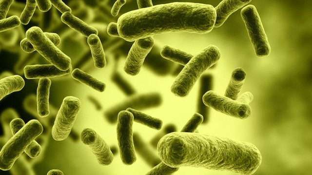 Vì sao thực phẩm ủ, bọc kín có nguy cơ gây ngộ độc Botulinum? - Ảnh 1. Clostridium botulinum là vi khuẩn hình que, sống kỵ khí tuyệt đối (trong môi trường kín), sinh độc tố. Ảnh: VFA.GOV.VN