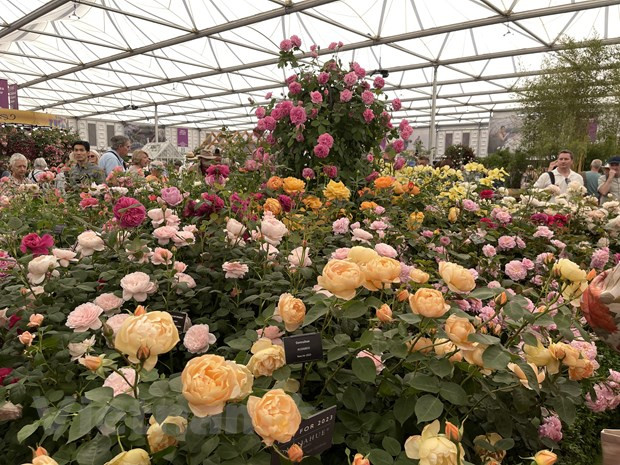 Vườn hồng David Austin tại Chelsea Flower Show 2023. Ảnh: Minh Hợp/Vietnam+ Vườn hồng David Austin tại Chelsea Flower Show 2023. Ảnh: Minh Hợp/Vietnam+