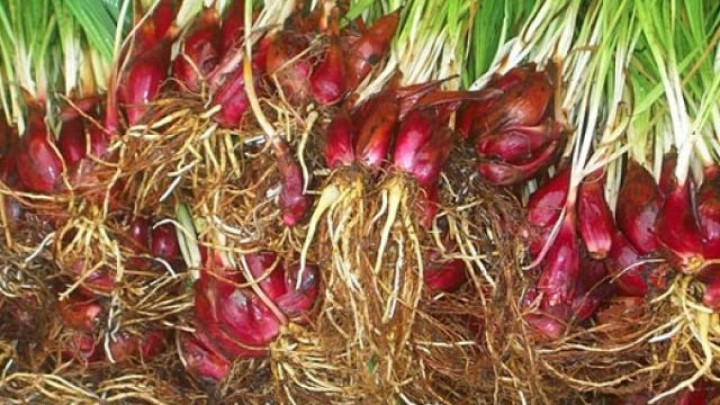 Sâm đại hành mọc dại nhưng cực tốt cho sức khỏe.