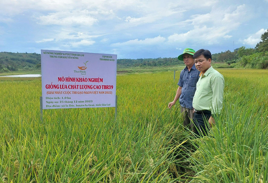 Mô hình khảo nghiệm giống lúa chất lượng cao TBR39 do Trung tâm Khuyến nông tỉnh phối hợp với Công ty cổ phần Tập đoàn ThaiBinh Seed triển khai tại xã Ia Dêr (huyện Ia Grai) trong vụ Đông Xuân 2022-2023. Ảnh: Nguyễn Diệp