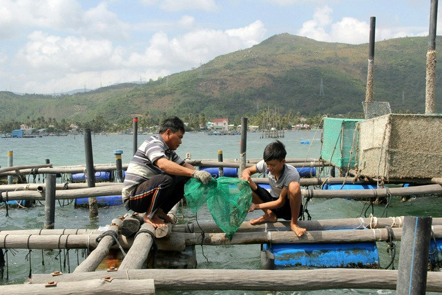 Cào sò ở vịnh Xuân Đài - Ảnh 1. Một góc vịnh Xuân Đài. Ảnh: ĐỨC HUY
