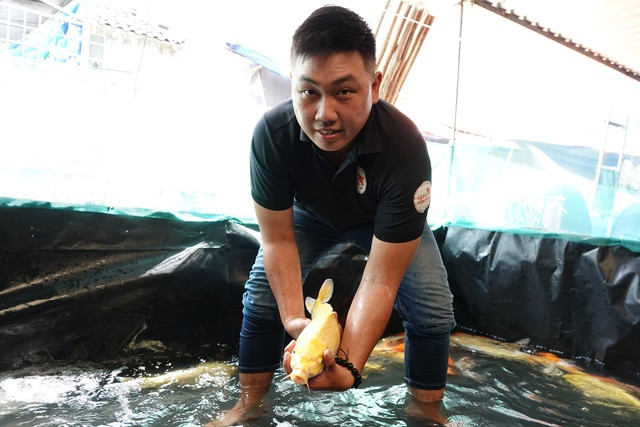 Chàng trai gác bằng kỹ sư xây dựng, đầu tư nuôi cá chép Koi - Ảnh 1. Anh Khang sở hữu trại nuôi với 3 chủng loại cá Koi nhập trực tiếp từ Nhật, cá Koi F1 Nhật Bản và cá koi Việt Nam. Ảnh: DUY TÂN