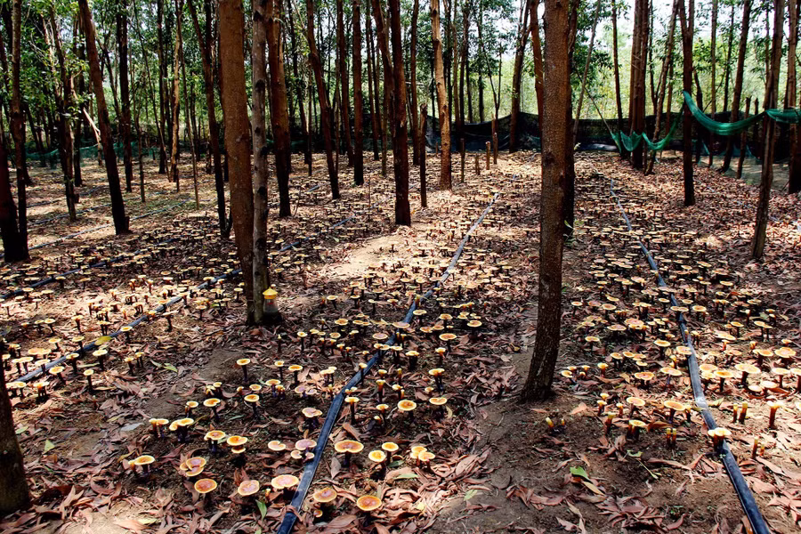 Hàng ngàn cây nấm linh chi đỏ sinh sôi dưới tán rừng keo ở núi Cờ. Ảnh: Thiên Di