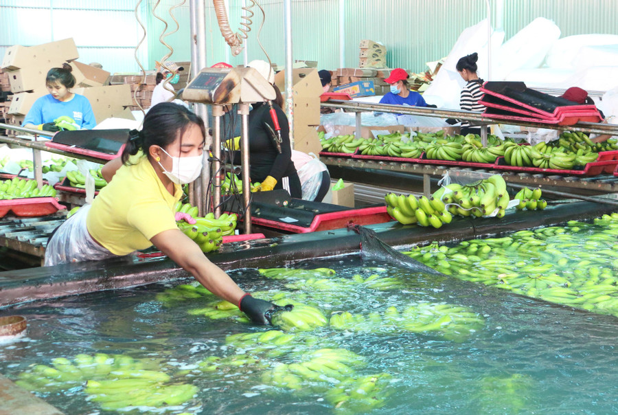 Dây chuyền sơ chế chuối tiêu hồng của Công ty cổ phần Nông nghiệp công nghệ cao Hưng Sơn. Ảnh: Quang Tấn Dây chuyền sơ chế chuối tiêu hồng của Công ty cổ phần Nông nghiệp công nghệ cao Hưng Sơn. Ảnh: Quang Tấn