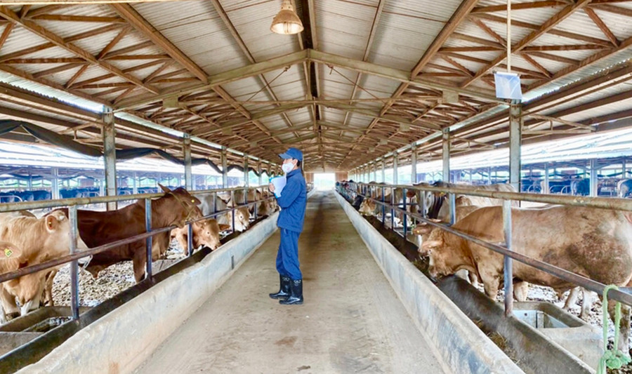 Dự án chăn nuôi bò của Công ty TNHH một thành viên 74 (Binh đoàn 15) tại huyện Đức Cơ. Ảnh: Hà Duy Dự án chăn nuôi bò của Công ty TNHH một thành viên 74 (Binh đoàn 15) tại huyện Đức Cơ. Ảnh: Hà Duy