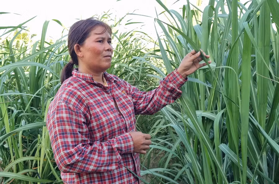 Chị Rơ Mah H’Len (buôn Ia Rnho, xã Đất Bằng) bên ruộng mía của gia đình. Ảnh: Ngọc Sang