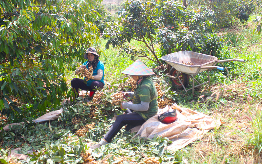 Người dân xã Ia Hla liên kết trồng nhãn Hương Chi để nâng cao thu nhập. Ảnh: Nguyễn Diệp Người dân xã Ia Hla liên kết trồng nhãn Hương Chi để nâng cao thu nhập. Ảnh: Nguyễn Diệp