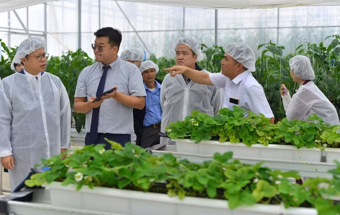 Dự án Thiết lập chuỗi giá trị nông sản thông minh và an toàn tại Việt Nam được triển khai tại Trung tâm Nghiên cứu Khoai tây, Rau và Hoa.