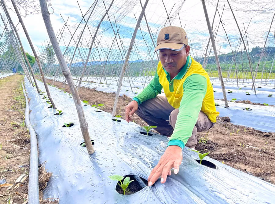 Mô hình trồng dưa leo của gia đình anh Đinh Jram (làng Jro Ktu, xã Yang Bắc, huyện Đak Pơ) mang lại hiệu quả kinh tế cao. Ảnh: Minh Phương