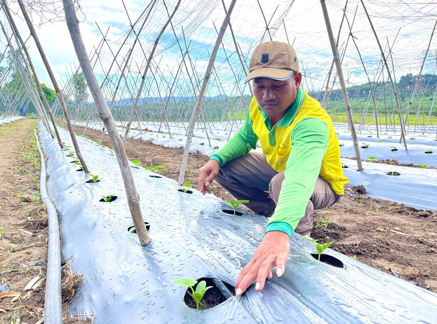 Mô hình trồng dưa leo của gia đình anh Đinh Jram (làng Jro Ktu, xã Yang Bắc, huyện Đak Pơ) mang lại hiệu quả kinh tế cao. Ảnh: Minh Phương