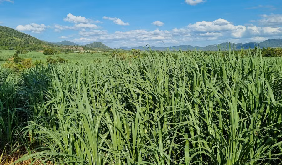Những cánh đồng mía ở xã Ia Mlah trải dài tít tắp. Ảnh: Ngọc Sang