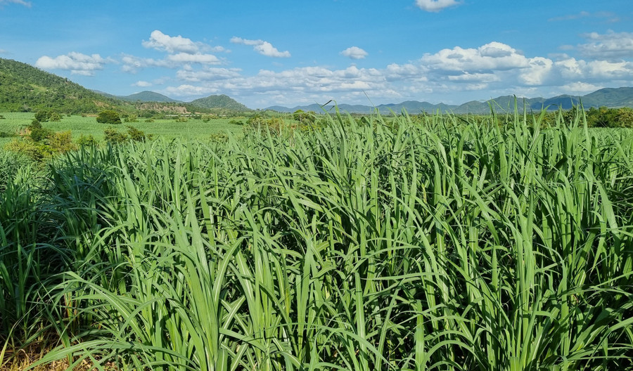 Những cánh đồng mía ở xã Ia Mlah trải dài tít tắp. Ảnh: Ngọc Sang