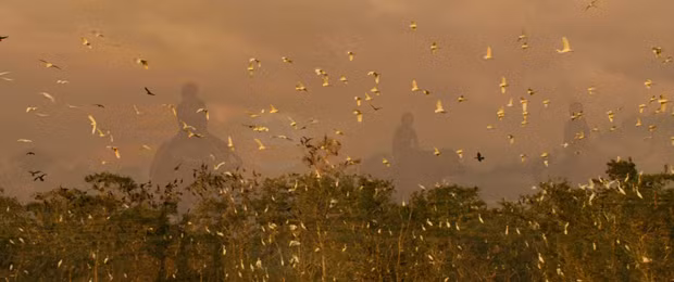 Một cảnh trong phim khi đàn cò bay lên, song song với hình ảnh những đứa trẻ trăn trâu mờ bóng phía sau. Ảnh chụp màn hình