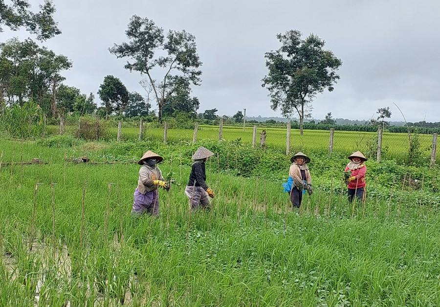 Người dân cấy các giống bản địa. Ảnh: N.D Người dân cấy các giống bản địa. Ảnh: N.D